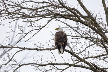 white tailed eagle