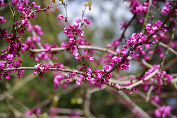 Purple tree blossoms in early springtime