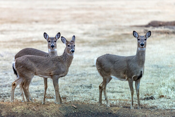 white tailed deer