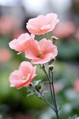 Soft Light On Delicate Pink Poppy Close Up Nature Background In Green Garden Oasis Captivating Images For Your Projects