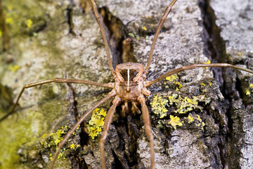 spider on leaf Harvestman / daddy longlegs species Phalangium opilio is a species of harvestman belonging to the family Phalangiidae Sardegna, Italia