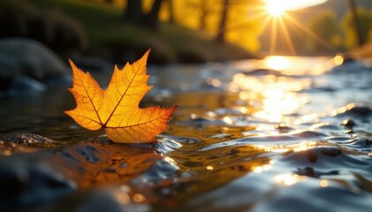 Sunlit aspen leaf drifts on Yellowstone's current , vacation, botany