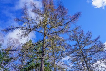落葉したカラマツとレースのカーテンのようなサルオガセのコラボ情景