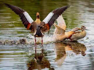 Domestic Goose shows up and interfere with Egyptian Geese mating