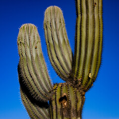 Arizona Saguaro cactus with a blue sky.