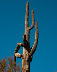 Saguaro cactus in Arizona
