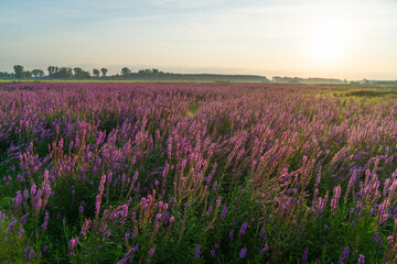 Łąki nad Nerem, kwitnąca Krwawnica pospolita