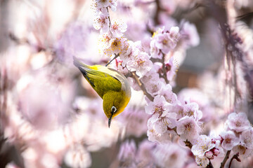Japanese White-eye and PlumBlossom