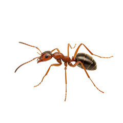 A detailed close-up of an ant on a transparent background.
