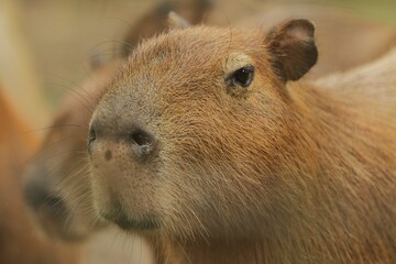 close up of a young capybara's face