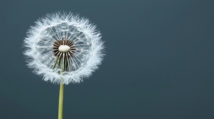 Fototapeta premium Delicate Dandelion Seed Head on Gray Background
