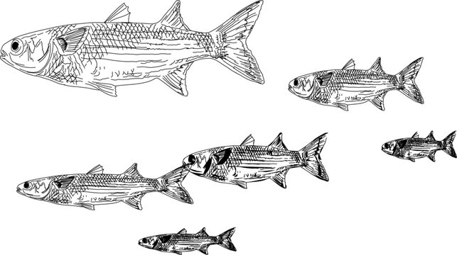 A small school of mullet fish swimming 