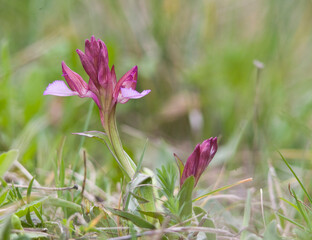 Butterfly orchid (Orchis papilionacea), Sardinia, Italy, Europe Lago di Baratz, Sassari, Sardegna, Italia.