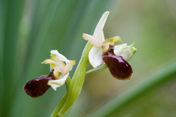 Orchidea Orchid, Ophrys sphegodes subsp. praecox Sassari, 7 fontane. Sardinia, Italy