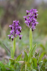 Horned orchid (Orchis longicornu), Bunnari Sassari,  Sardinia, Italy, Europe