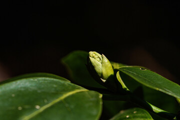 朝日を浴びて生き生きと成長している若葉