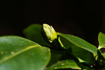 朝日を浴びて生き生きと成長している若葉