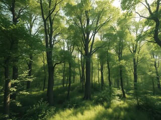 Fototapeta premium Sun-dappled green forest panorama, deciduous trees, forest, leaves