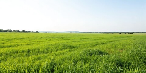 Obraz premium Silhouette Grassland Sunset: Oil Painting Landscape Photography