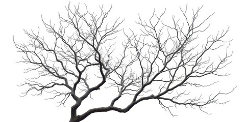 Obraz premium Bare, intricately branched tree limbs isolated on pure white, plant, clean