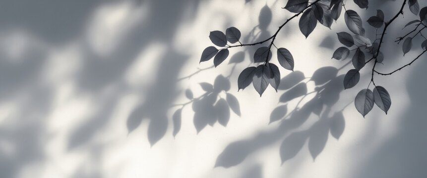 Gray shadow of hawthorn tree leaves on a white wall. Abstract neutral nature concept with a blurred background. Space available for text. Photo overlay effect.