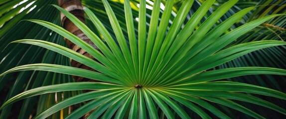 Fototapeta premium Green palm leaf at coconut trees are widely appreciated in locations such as ...