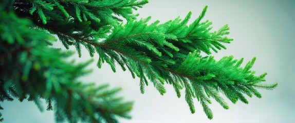 Branches of green fir isolated against a white background
