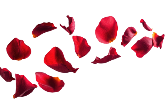 flying red petals on transparent background