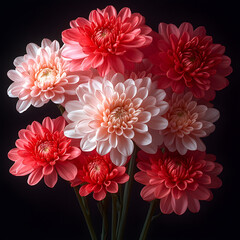 Fototapeta premium The bouquet is filled with red and pink chrysanthemums, which are in full bloom