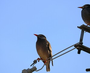電柱で佇むムクドリ　寒い朝
