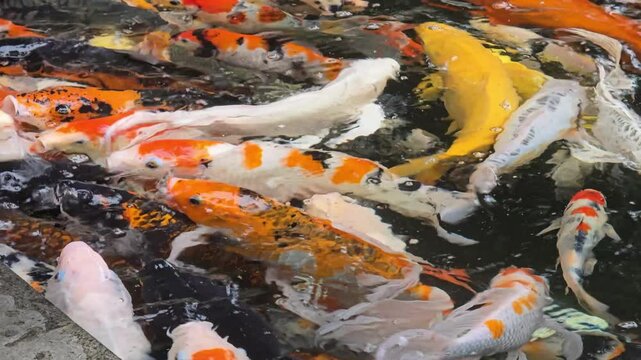 close up of koi fish in a fish pond, colorful koi fish are attractive.