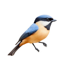 Vibrant Blue and Orange Songbird Perched on a Branch Against a Clean White Background