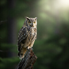 great horned owl,  great horned owlowl on a branch, great horned owl in tree