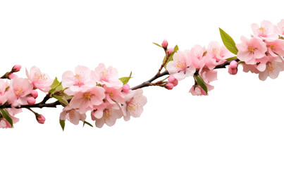 Pink flower on transparent background