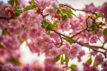 Sakura flowers blooming, spring seasonal Easter background