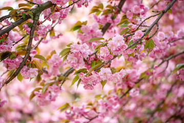 Fototapeta premium Sakura flowers blooming, spring seasonal Easter background
