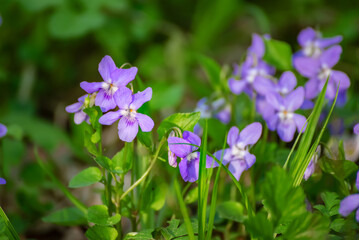 Viola reichenbachiana. Common Violet. Small purple flowers in forest at early spring