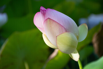 lotus flower
