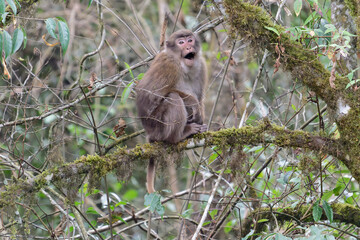 A brown monkey seat on the branch in the forest