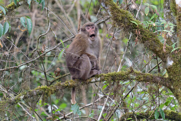 A brown monkey seat on the branch in the forest