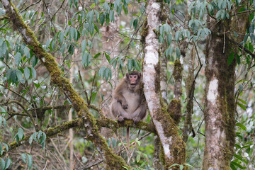 A brown monkey seat on the branch in the forest
