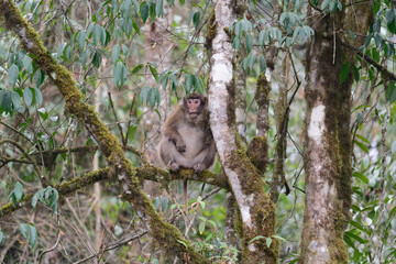 A brown monkey seat on the branch in the forest