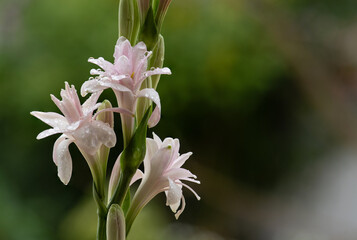Branch tuberose or polianthes tuberosa flowers on natural background.
