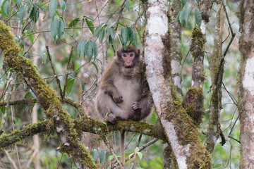 A brown monkey seat on the branch in the forest