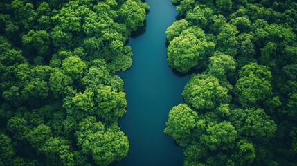 Lush Green Mangrove Forest Divided by a Dark River
