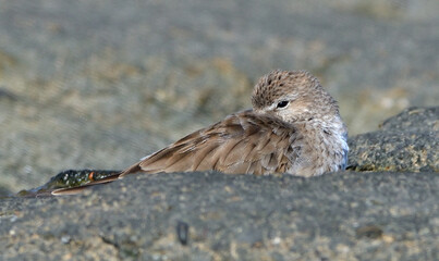 white-rumped sandpiper (calidris fuscicollins) on the atlantic coast, argentine Patagonia