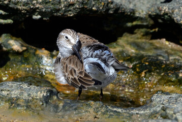 white-rumped sandpiper (calidris fuscicollins) on the atlantic coast, argentine Patagonia