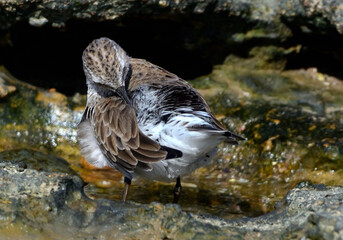 white-rumped sandpiper (calidris fuscicollins) on the atlantic coast, argentine Patagonia