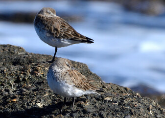 white-rumped sandpiper (calidris fuscicollins) on the atlantic coast, argentine Patagonia