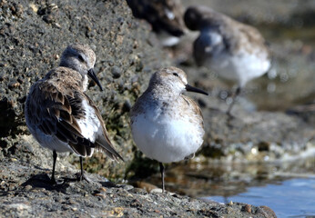 white-rumped sandpiper (calidris fuscicollins) on the atlantic coast, argentine Patagonia